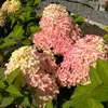 flower_collection_