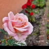 e.samir97