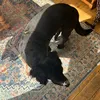 henry_kipper10