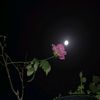tasneemahmed6498