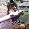 sturgeon_feens_fuego