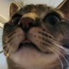 daily.boops