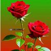 ꧁<Hairu🌿🌹🌹🌿®•H+T•®☬☆•>꧂