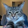 felixthespacecat