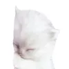 qwexzcxq