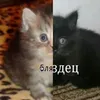 crazy_alice