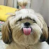 wucalucabear