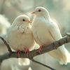 zeynep023412