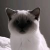 lilies_thebest