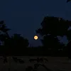 lydia_b257