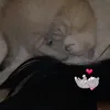 fowgetten