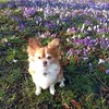 littleannie37