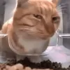 pillworm_1