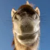 favideo