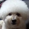 omaebanana