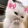 ecy_4