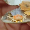 Mốcc