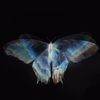 abutterfly104