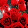 filiz.krdyi