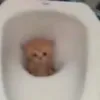 polyyk