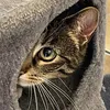stupsikatze