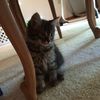 mia_lazy_potato