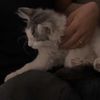 saadmeow