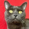 kittibleu