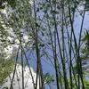 xiaowei_xiaowei2000