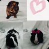 strawberry_pigs3
