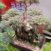 asinta927