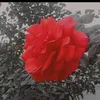 uoujy