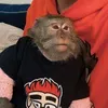 bubizyantridcat