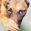 miiiyaawww