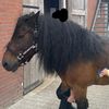 i.love.horses.2025