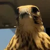 asoolmohammad_