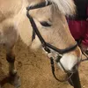 oreo_and_ekko