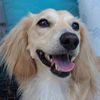 walkyourdogtherapy