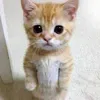 jaswhoooo