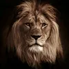 nicat__samedov