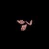 butterflyqueen_6