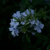 amani_lili
