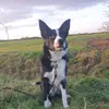 macthebordercollie