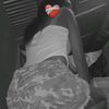 escay.32
