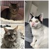 thehouseholdofcats
