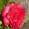 abdurhmmughal93