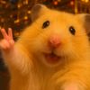 babunyahamsters