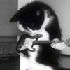 .raawr_2