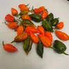 moinachowdhury73