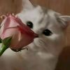 paola.curisinche